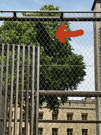 Riktig korp i Towern