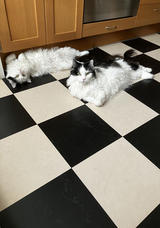 Katterna på köksgolvet