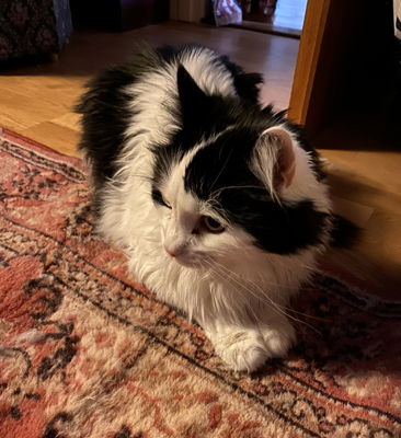 Nyborstad Lucifer foto ML