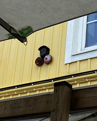 Rostiga larmgrunkor utomhus Costas