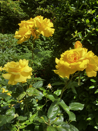 Gula rosor i en park Ilkley