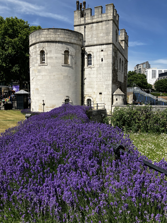 Towern och lavendel