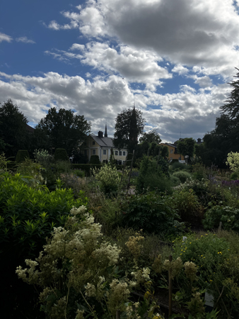 Lite vildvuxen Linnéträdgård 19 juli 22