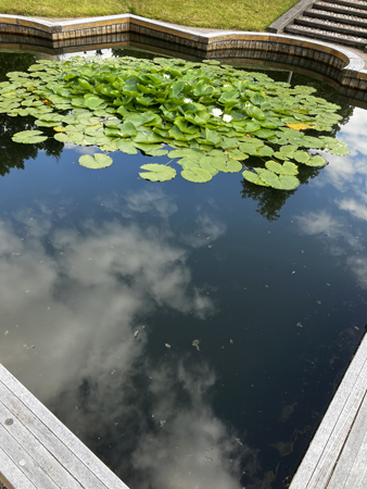 Näckrosdamm Linnéträdgården 19 juli 22