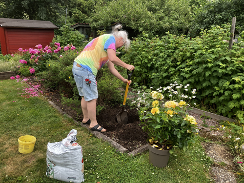 Anna planterar rosenbuske