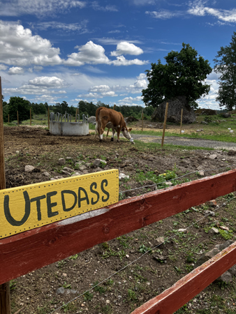 Kossa slickar på salt utanför dasset