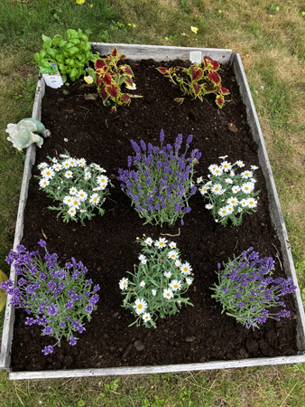 Basilika palettblad margeriter lavendel