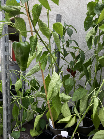 Paprika- o chilliplantor i Tuna