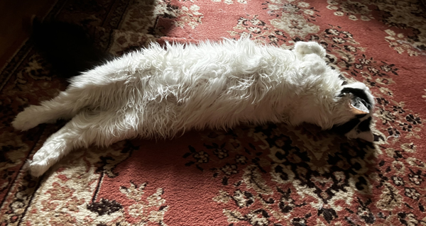 Citrus utsträckt på mattan i Bokrummet