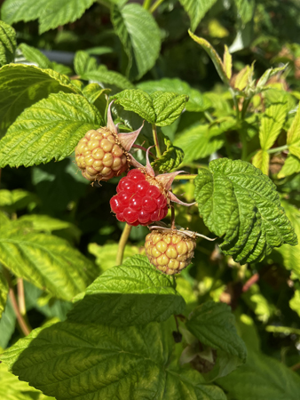 Hallonen är på gång