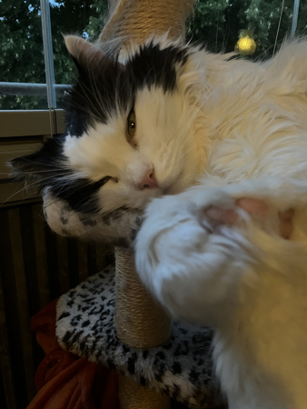 Lucifer halvvaken på balkongen