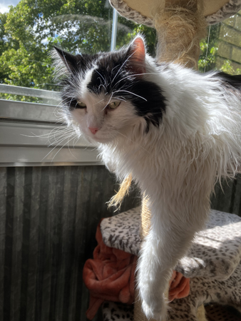 Lucifer hänger på balkongen