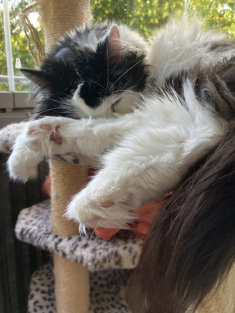 Lucifer sover på klätterpelaren