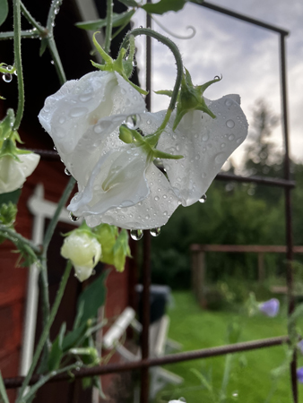 Regndroppar på vit blomma
