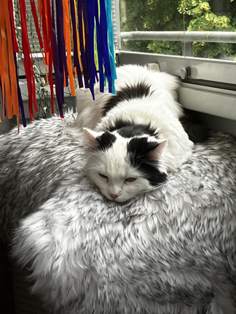 Citrus nya ställe på balkongen