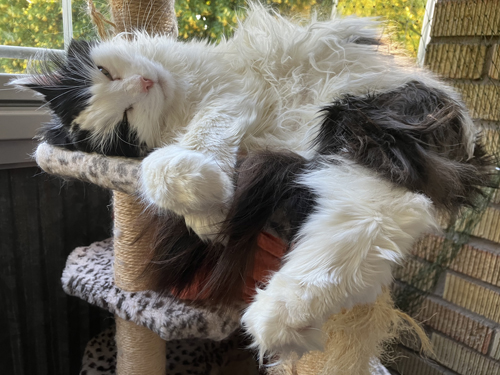 Lucifer med tufsig päls på klätterpelaren