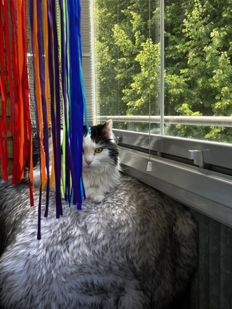 Lucifer tittar fram bakom regnbågsgrunka på balkongen