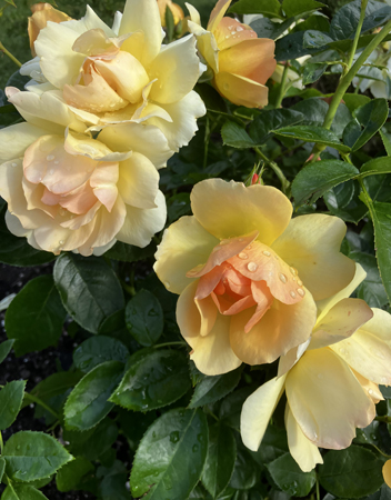 Regnvåta gula rosor