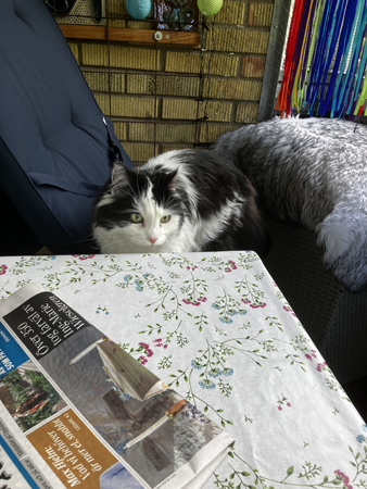 Lucifer vill upp på balkongbordet