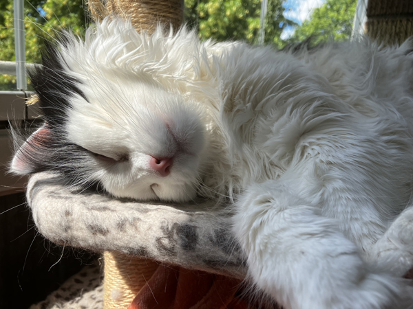 Närbild på sovande Lucifer balkongen