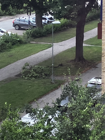 En stor gren som har blåst ner i allén