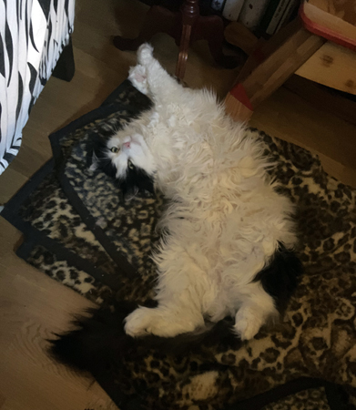 Lucifer på leopardfilten