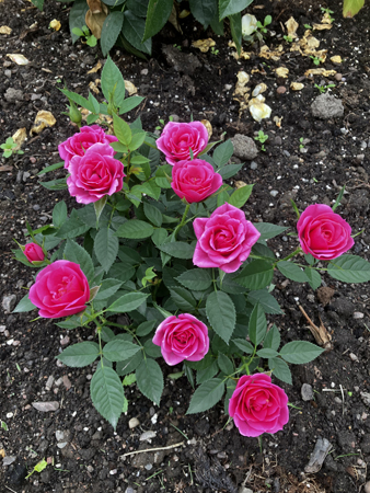 Rosa miniros i landet