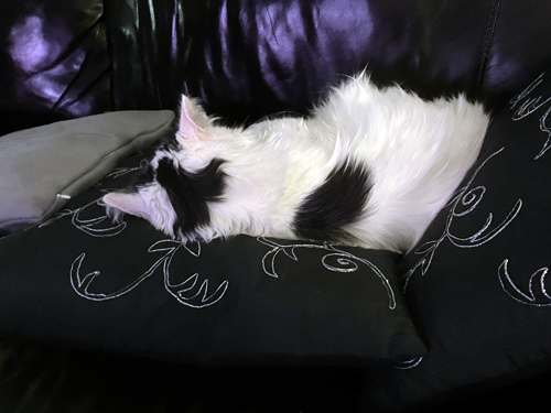 Citrus sover på soffkuddarna