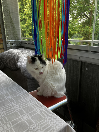 Citrus slickar sig om munnen på pallen på balkongen