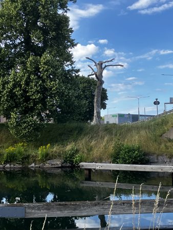 Dött träd på andra sidan kanalen