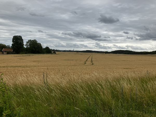 Fält Gamlis 18 juli 22