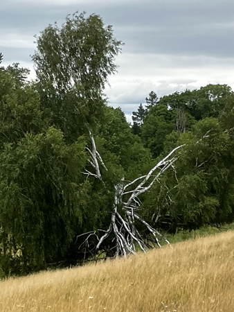 Lustigt träd Gamlis 18 juli 22