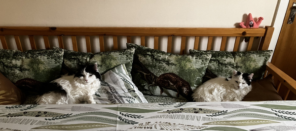 Lucifer och Citrus i kökssoffan