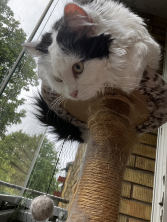 Citrus ovanpå klätterpelaren