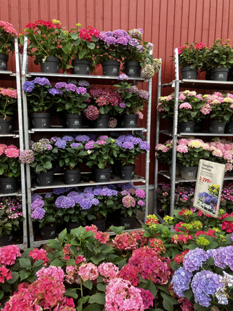 Hortensior på Plantagen