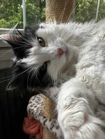 Lucifer avslappnad närbild