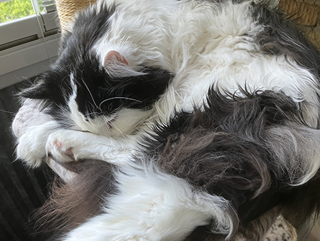 Lucifer tufsbak sover på balkongen