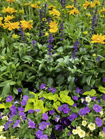 Blommor i stadsparken