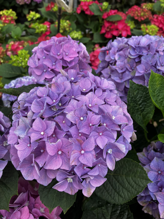 Blå hortensia närbild