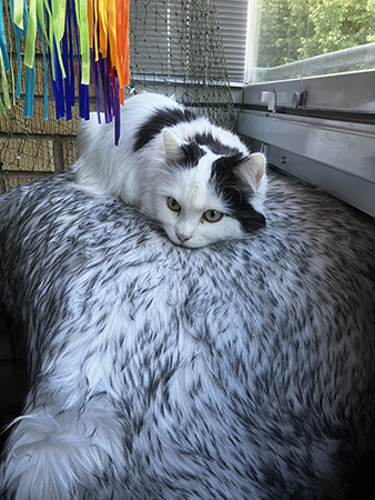 Citrus på fällen på balkongen Citrus på fällen på balkongen