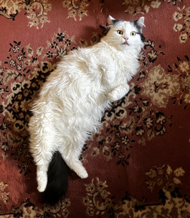 Citrus med uppspärrade ögon på mattan i Bokrummet