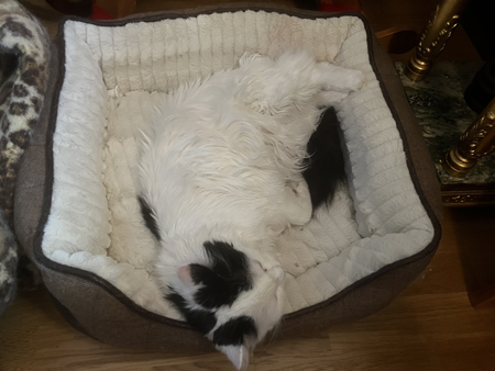 Citrus sover i stora korgen