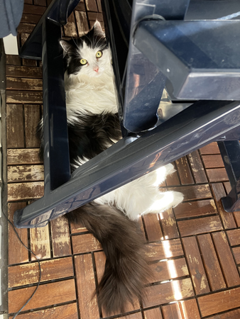 Lucifer under min stol på balkongen