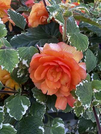 Orange ros Orange ros