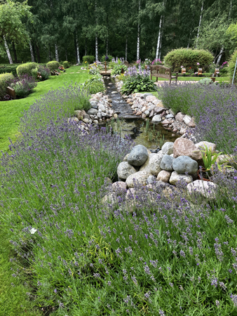 Lavendel och bäck på kyrkogården ner till graven