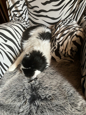 Lucifer sover i Zebrafåtöljen