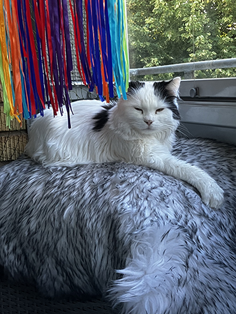 Citrus min frukostkompis på balkongen