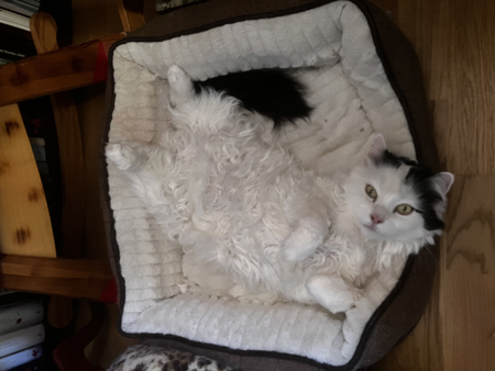 Citrus utfläkt i stora kattkorgen