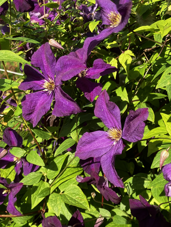 Klematis i Slottsträdgården