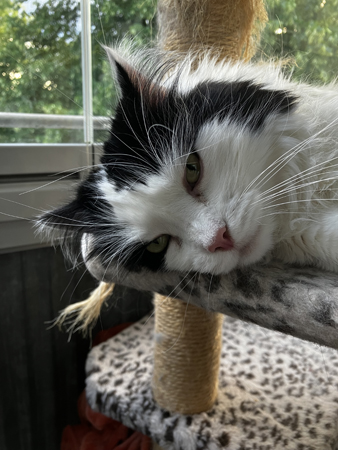 Lucifer närbild Lucifer närbild